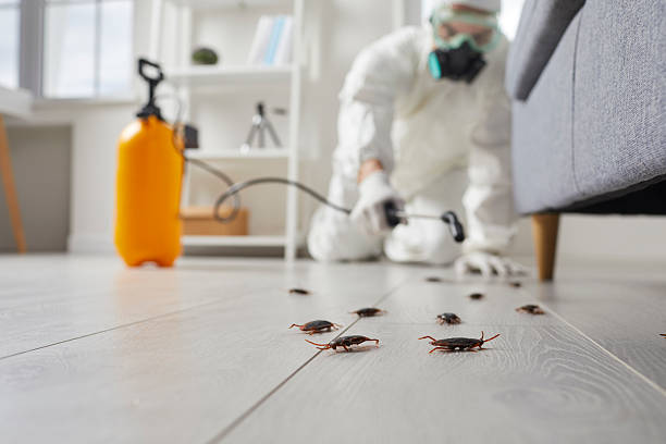 Post-Treatment Bed Bug Interceptor Monitoring in Coral Gables